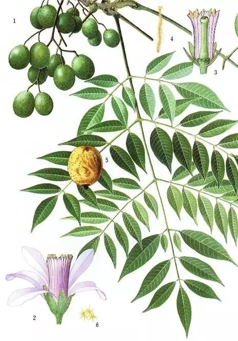 精妙绝伦的植物科学画