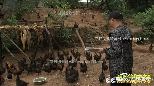 致富养鸡散养鸡技术_致富经养鸡_致富养鸡视频