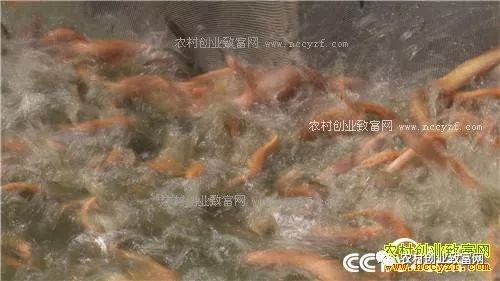 致富养殖泥鳅图片_致富养殖泥鳅视频_致富经泥鳅养殖