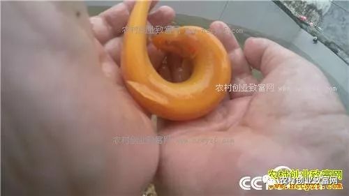 致富经泥鳅养殖_致富养殖泥鳅图片_致富养殖泥鳅视频