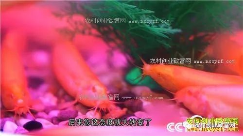 致富养殖泥鳅视频_致富养殖泥鳅图片_致富经泥鳅养殖