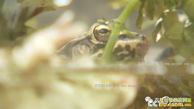 致富养殖泥鳅图片_致富养殖泥鳅视频_致富经泥鳅养殖