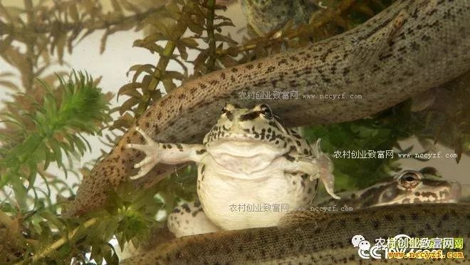 致富经泥鳅养殖_致富养殖泥鳅图片_致富养殖泥鳅视频