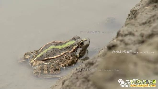 致富养殖泥鳅图片_致富经泥鳅养殖_致富养殖泥鳅视频