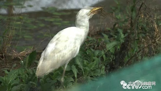 致富经养_致富养娃攻略_致富养娃攻略免费阅读