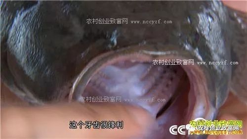 致富养鱼视频_养鱼致富经_致富经养鱼一年多赚1000万