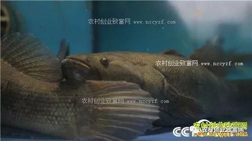 致富养鱼视频_养鱼致富经_致富经养鱼一年多赚1000万