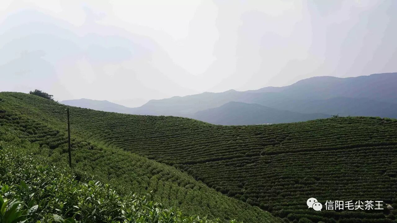 赞美信阳毛尖的优美诗句，值得收藏！