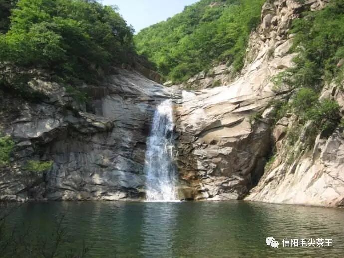 赞美信阳毛尖的优美诗句，值得收藏！