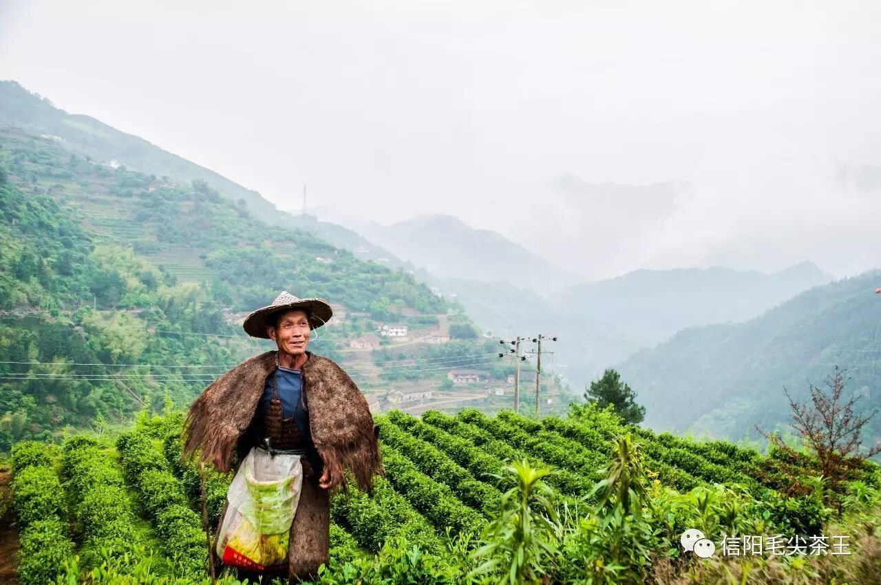 赞美信阳毛尖的优美诗句，值得收藏！