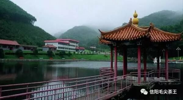 赞美信阳毛尖的优美诗句，值得收藏！