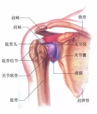 瑜伽不开肩？这些招你中了吗！