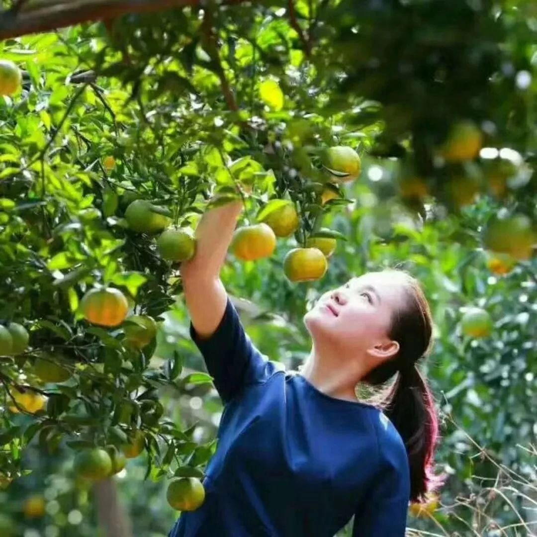 11.10/11.11福州出发丨【芦柑节】闽南“西双版纳”牛姆林、芦柑采摘、不忘cu心、魁星岩汽车一日游有礼等你!!