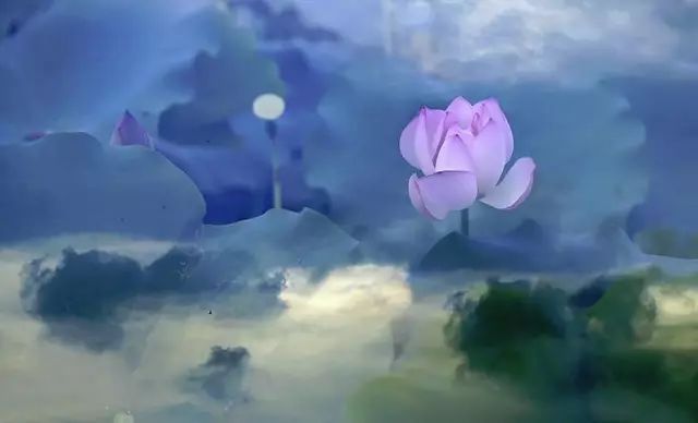 怎样拍荷花才能不俗