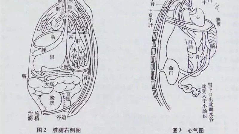 中医文化语录集(6)【藏象】