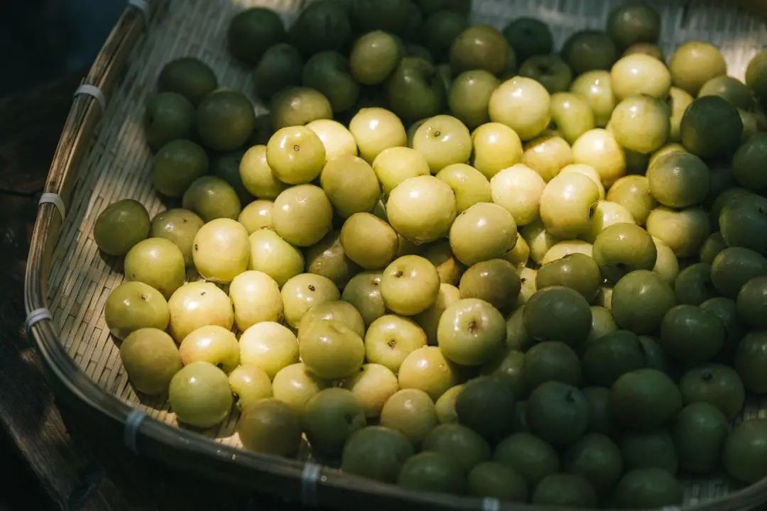 油柑叶_油柑是什么水果_油柑叶的功效