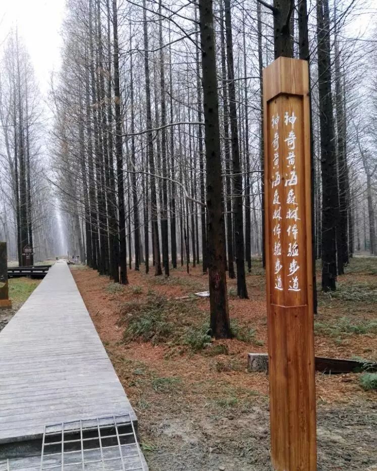 江苏黄海国家森林公园