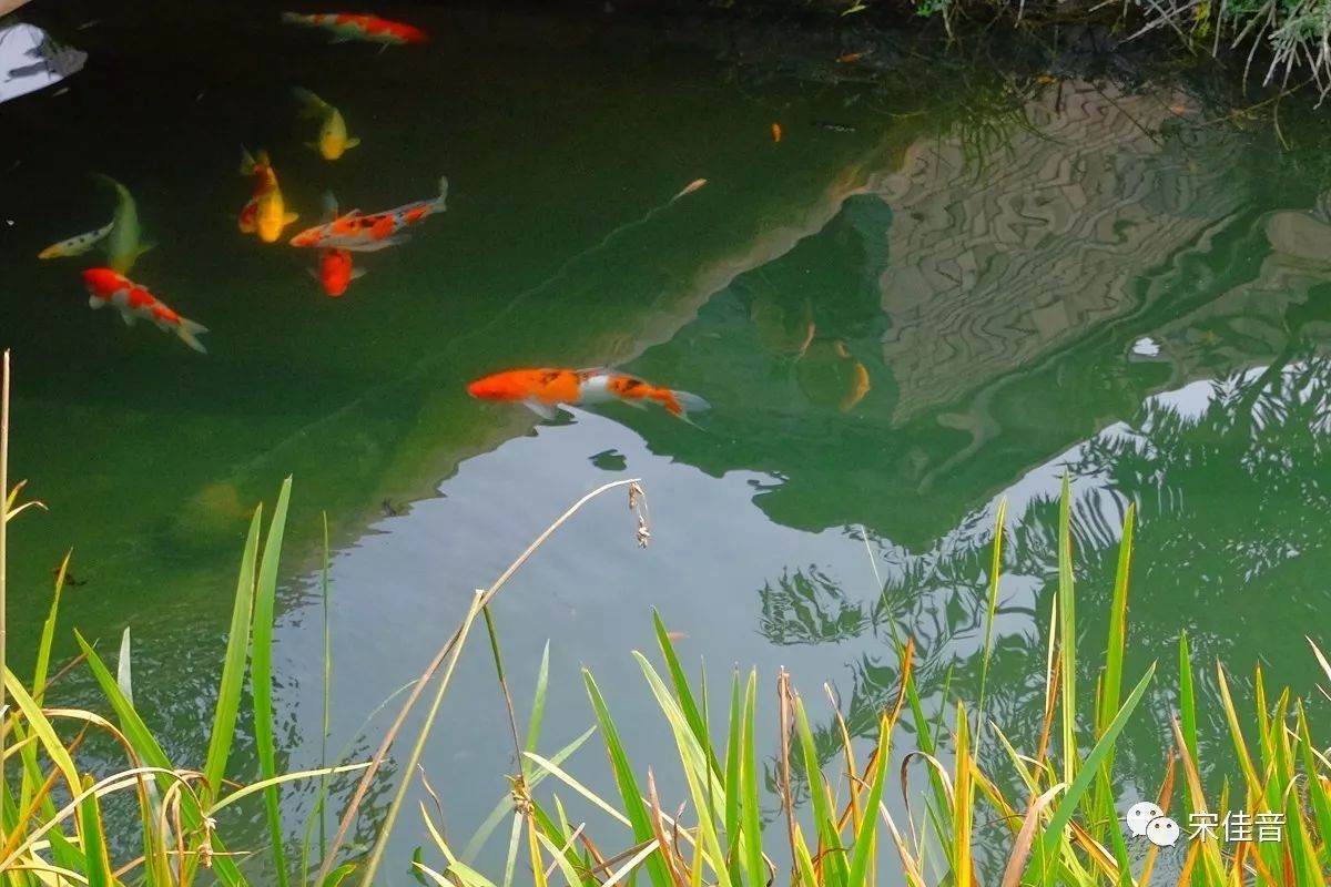 前门有条河 河里有群鱼 鱼游秋草里