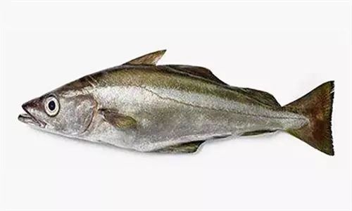 黑线鳕是北大西洋名贵的食用鱼,蛋白质含量非常丰富,而且它脂肪含量