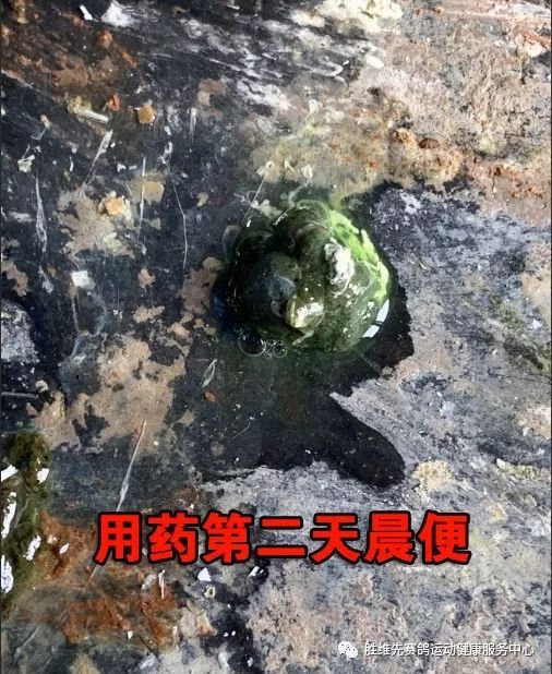 鸽子腺病毒新城疫初期流感沙门氏球虫混合感染治疗实况