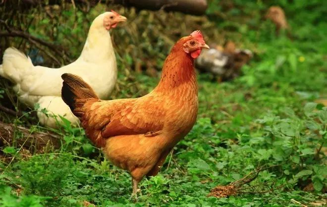 养殖业有国家扶持的创业项目 养鸡国家有补贴吗？这里为您解密