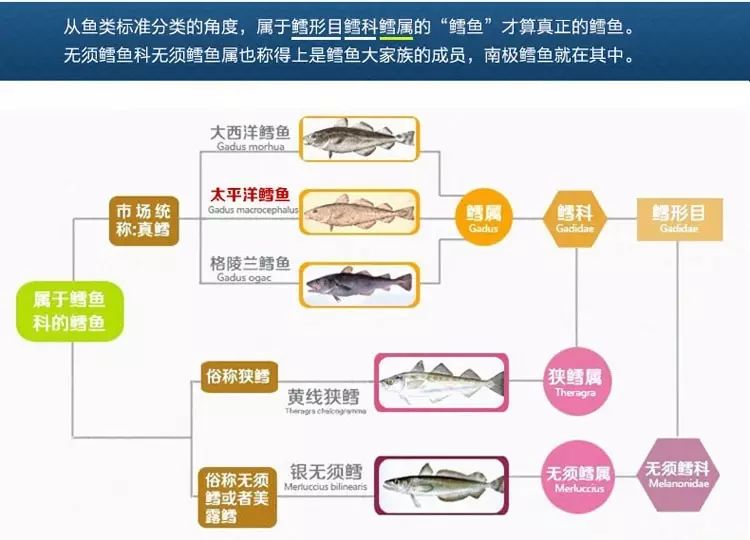 你可能没有吃过真正的鳕鱼