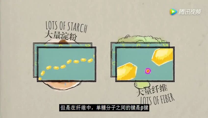 | 音频 + 视频⭐TED演讲 | 碳水化合物是怎么作用于你的健康的