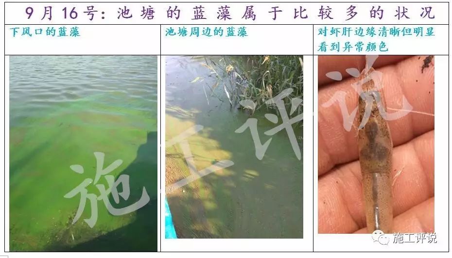 偶然不是代表性,总结去年蓝藻今又蓝藻,未来蓝藻