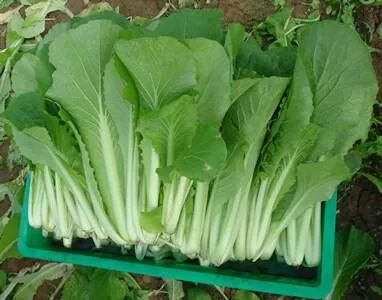 第六名:小白菜