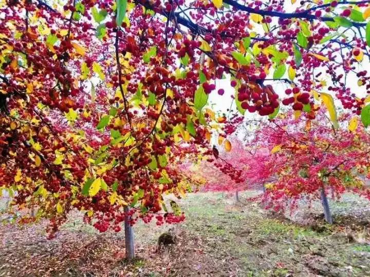 京郊奇景比红叶红比银杏艳京郊大风之后惊现奇异景观