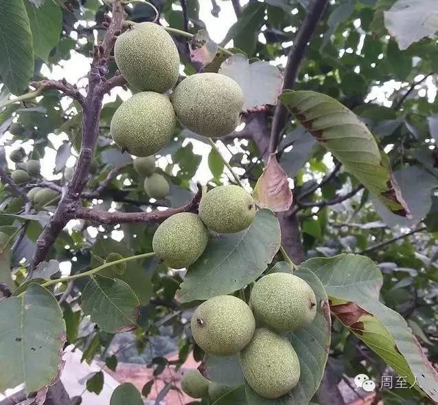 常年宜人的气候条件,所产核桃以皮薄肉厚,雪腻酥香而广受四方朋友喜爱