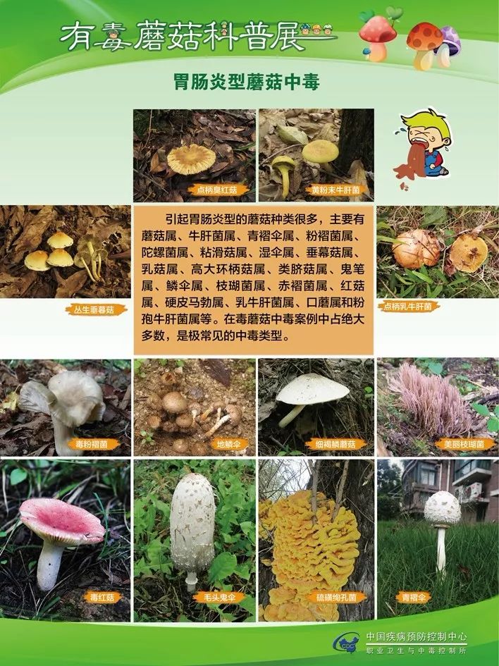 山东省职业病医院 闫永建 文章列表 >认识毒蘑菇,警惕毒蘑菇中毒!