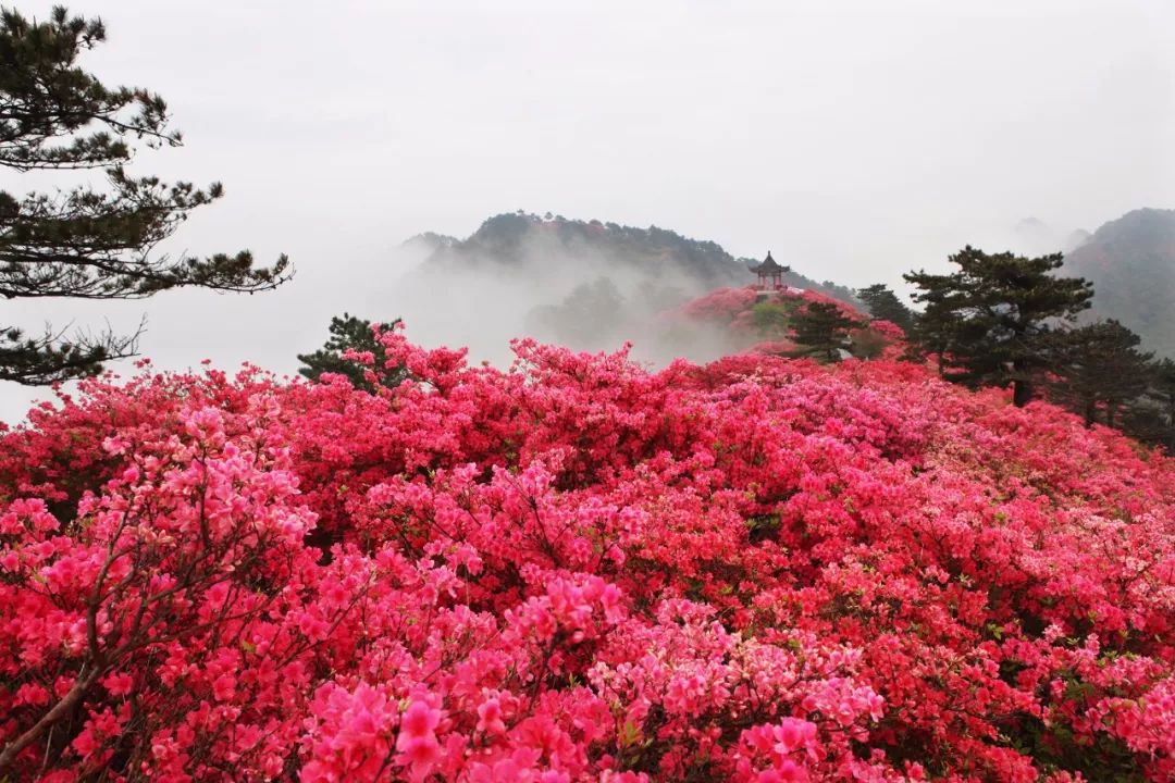 漫山遍野的杜鹃花?