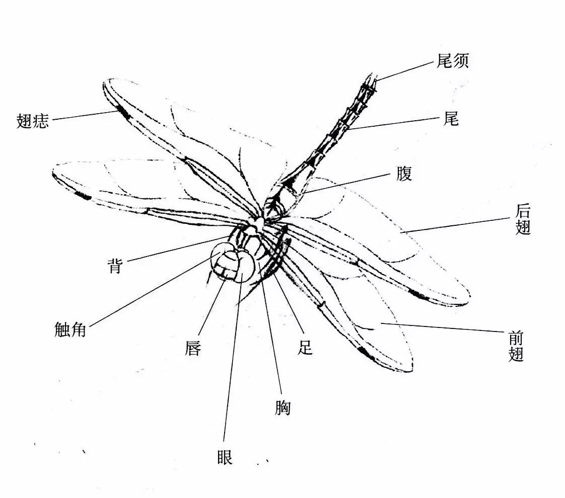 蜻蜓虽然品种繁多,但大部分的结构基本相似.