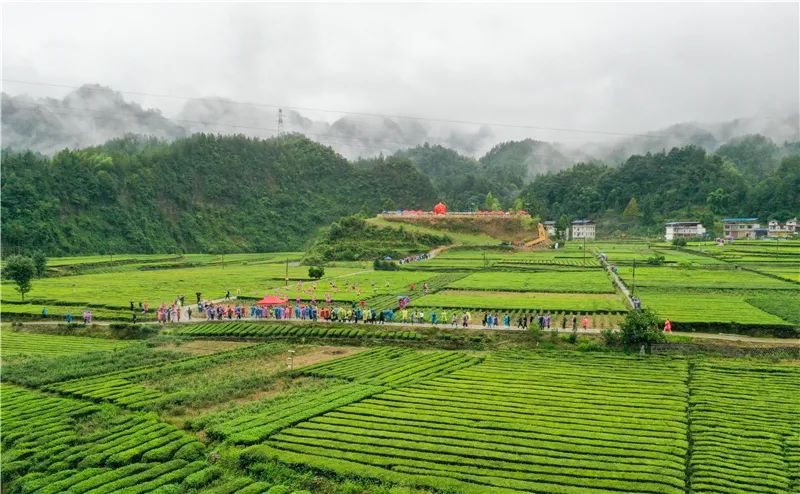 人间至味在利川茶产业引领下的乡村振兴之路