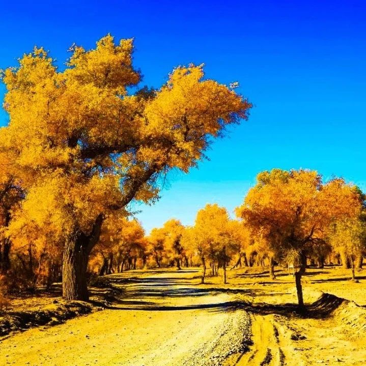 中国最美六大胡杨林,上帝赐予最美的秋色