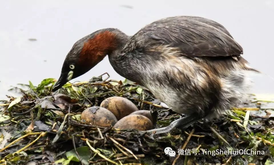 今年4月29日,我在植物园拍摄时,发现了5个鸊鷉蛋待孵.