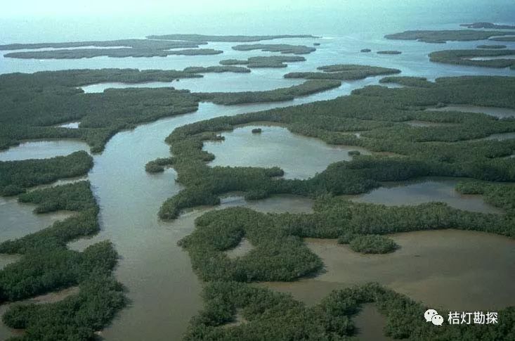 沼泽是陆地上饱含水的,常长满植物的过湿地区.