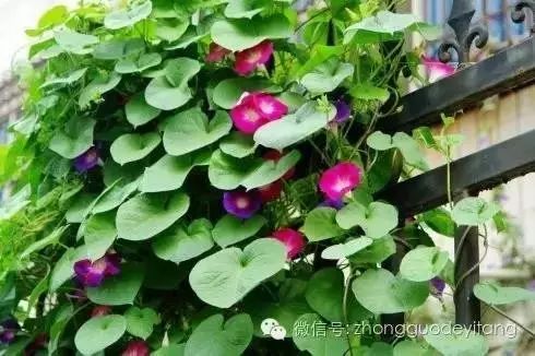 牵牛子