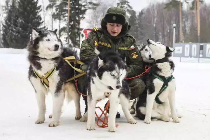 古今中外,有用哈士奇做警犬或军犬的么?