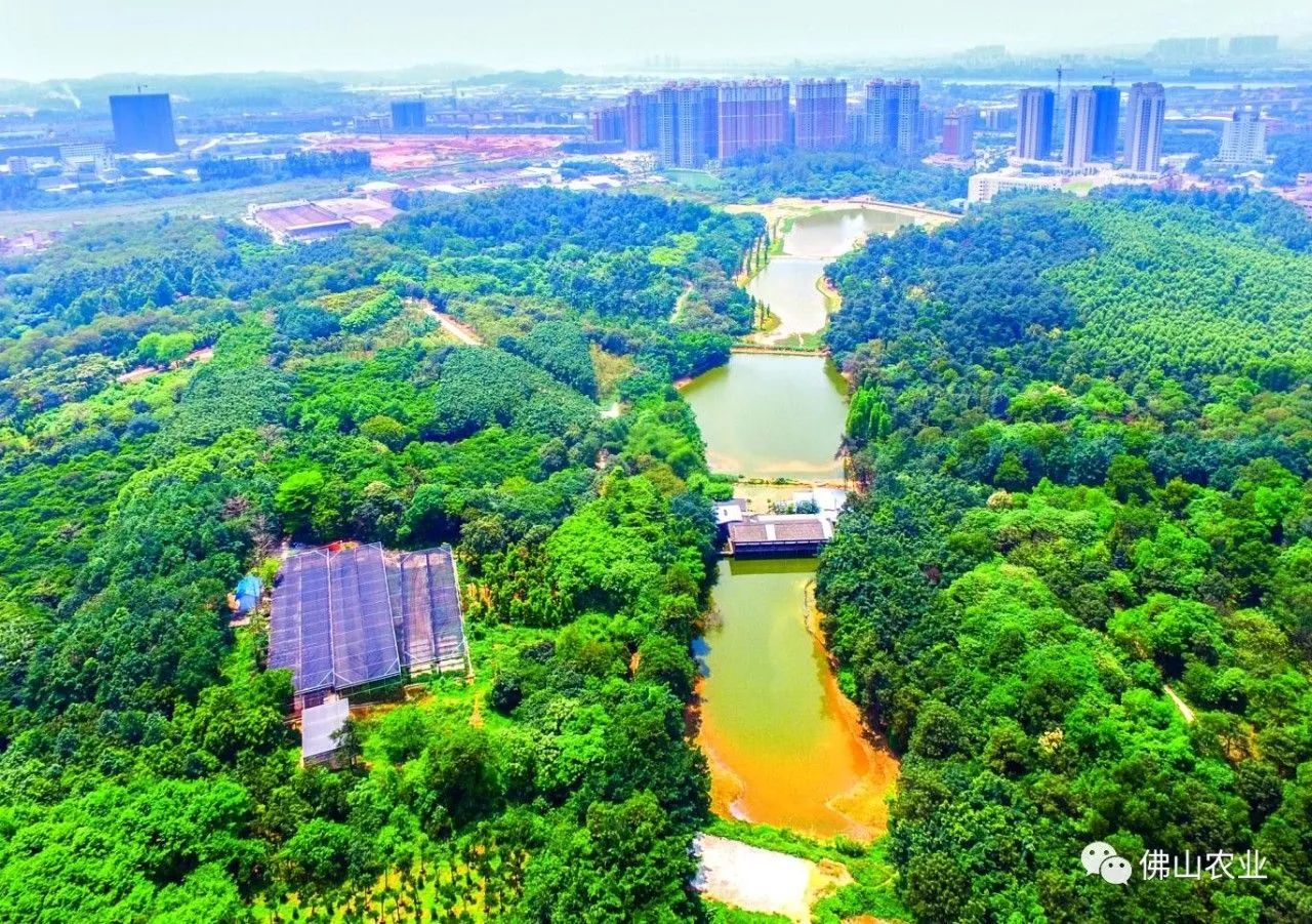 55个千亩以上公园,15个生态绿心,佛山要打造大湾区高品质森林城市!