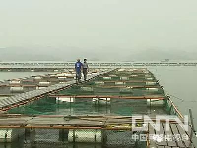 致富养鱼视频_致富经养鱼一年多赚1000万_养鱼致富经