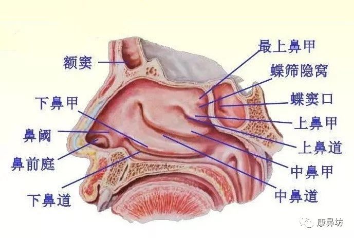 鼻旁窦是与鼻腔相通的几个骨质空腔,有协助调节空气温度,湿度和音色