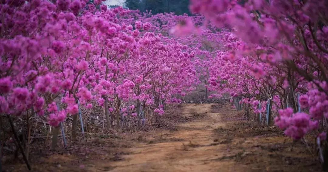 特价88元珠三角最美紫花风铃油菜花海1月起每周三周六周日出发