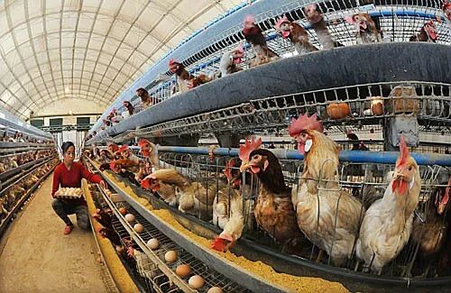 分享丨最完整的蛋鸡免疫减负“434”方案案例！