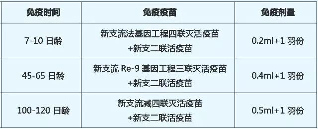 普莱柯434方案蛋（种）鸡如何实现免疫减负