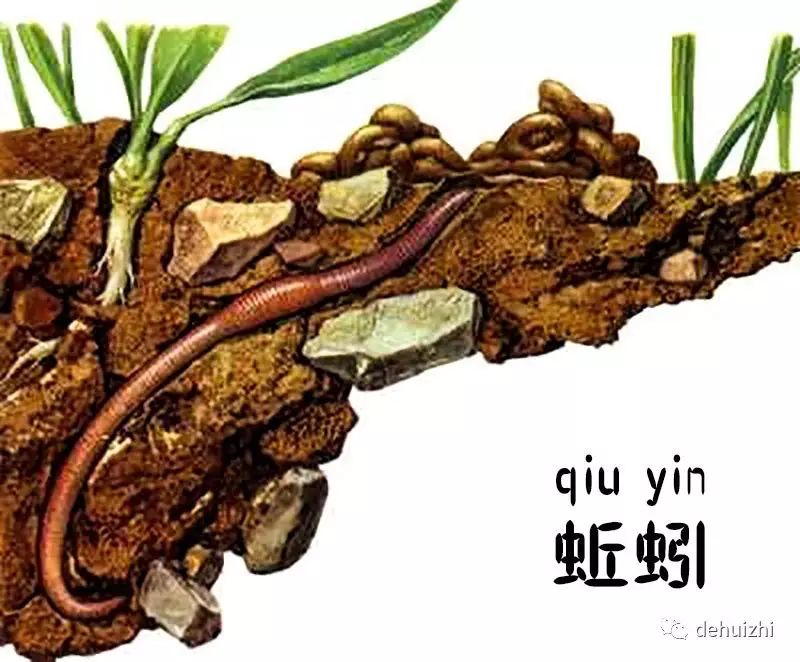 蚯蚓是阴曲阳伸的一种生物,此时阳炁(气)虽已经生长,但阴炁(气)还是