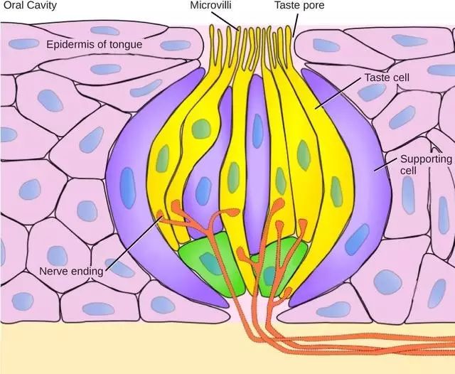 味蕾示意图.   :droualb.faculty.mjc.edu
