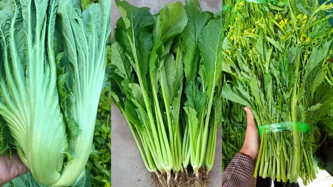 我的排行榜里,苦菜的难以下咽程度从低到高为:大苦菜—小苦菜—苦菜苔