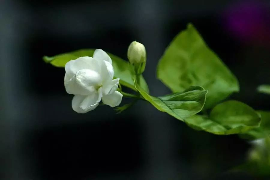 茉莉花诗词|新浴最宜纤手摘,半开偏得美人怜